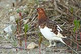 Willow Ptarmigan